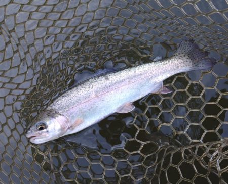 寒波到来！ 大安トラウトレイク